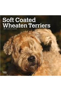 Wheaten Terriers, Soft Coated 2019 Square