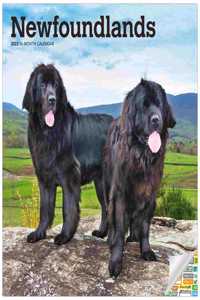 Newfoundlands 2022 Square