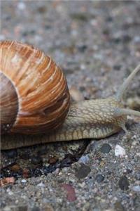 Snail Crawling Across a Street Journal