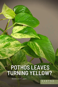 Pothos Leaves Turning Yellow?