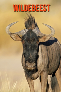 Wildebeest