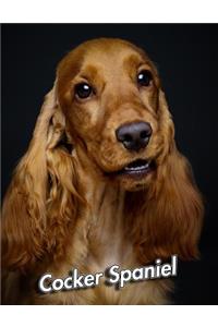 Cocker Spaniel
