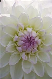 White Dahlia Flower Journal