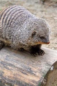 Mongoose Animal Journal