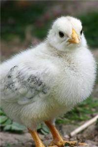 Very Cute Fluffy White Chick Spring Chicken Journal