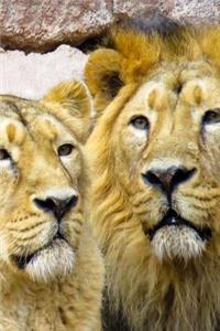 Two Lions Just Hanging Out Big Cats Africa Journal