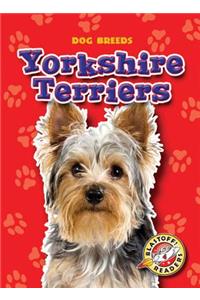 Yorkshire Terriers