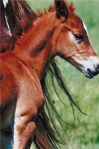 2020 Daily Planner Horse Photo Equine Pinto Mare Foal 388 Pages