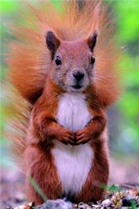 Red Squirrel Journal