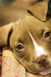 Bull Terrier Puppy Dog on the Bed Journal