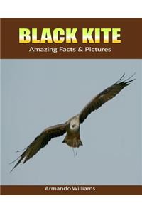Black Kite: Amazing Facts & Pictures