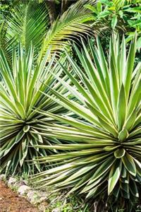 Agave Plants Growing by a Path Journal