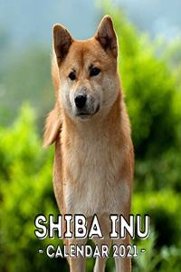 Shiba Inu