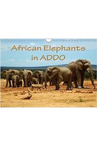 African Elephants in Addo 2018
