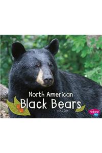 North American Black Bears