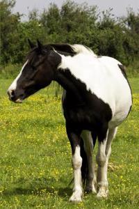 Black & White Horse Journal