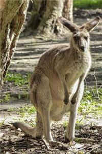 Kangaroo from Australia Animal Journal