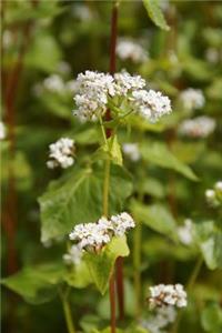 Buckwheat Flowers Blooming Journal