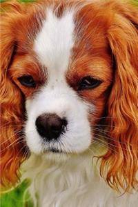 A Beautiful Cavalier King Charles Spaniel Dog Journal
