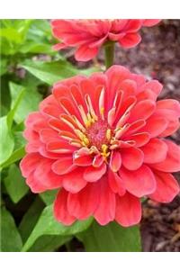 Zinnia Annual Flower Flowers Zinnias Annuals Garden Gardening Cut Flower Florist