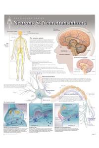Neurons & Neurotransmitters Wall Chart