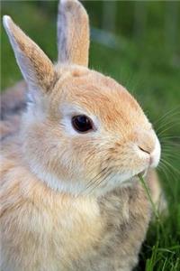 Rabbit Notebook