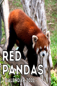 Red Pandas 2021 Calendar