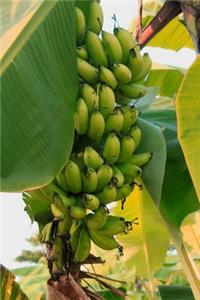 Cool Green Banana Tree Tropical Plant Journal