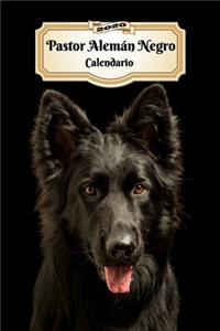 2020 Pastor Alemán Negro Calendario
