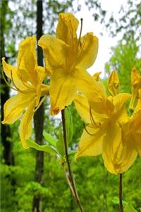 2020 Weekly Planner Springtime Vibrant Yellow Blooms 134 Pages