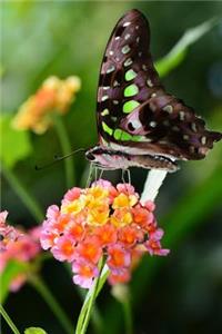 Solitary Graphium Agamemnon Tailed Jay Butterfly Journal