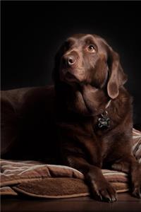 Brown Labrador Journal