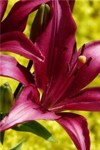 Red Tiger Lily in Spring Journal