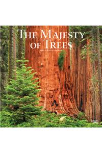 Majesty of Trees, the 2021 Square