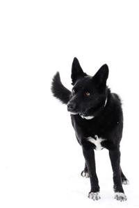 Dog Notebook