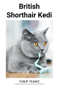 British Shorthair Kedi