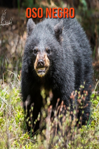 Oso negro