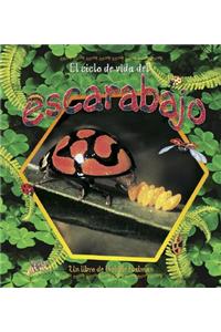 El Ciclo de Vida del Escarabajo (the Life Cycle of a Beetle)