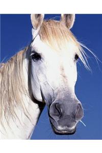 Horse Photo School Composition Book Equine White Horse