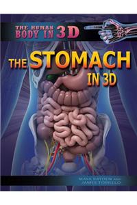 Stomach in 3D