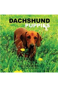 Dachshund Puppies Calendar 2016