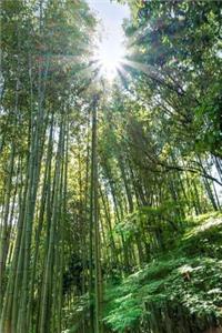 Arashiyama Bamboo Forest in Kyoto Japan Journal