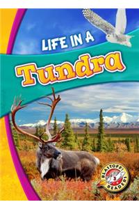 Life in a Tundra
