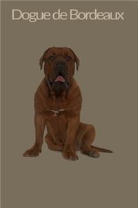 Dogue de Bordeaux