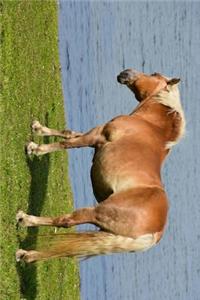 Haflinger Horse Standing by the Water Journal