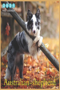 Australian-shepherd