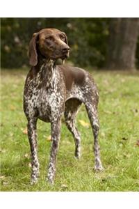 German Shorthaired Pointer