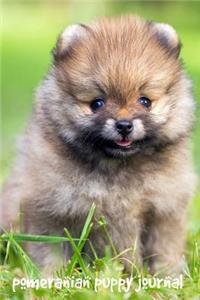 Pomeranian Puppy Journal