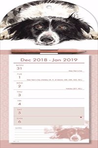 BORDER COLLIE WTV MAGNETIC 2019