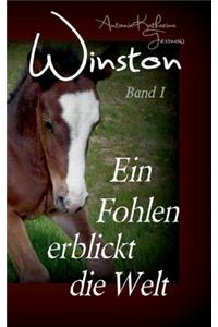 Winston - Ein Fohlen erblickt die Welt